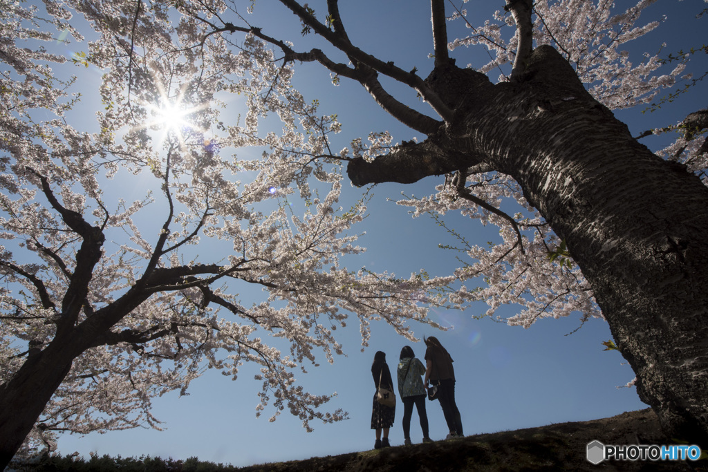 五稜郭公園のソメイヨシノ