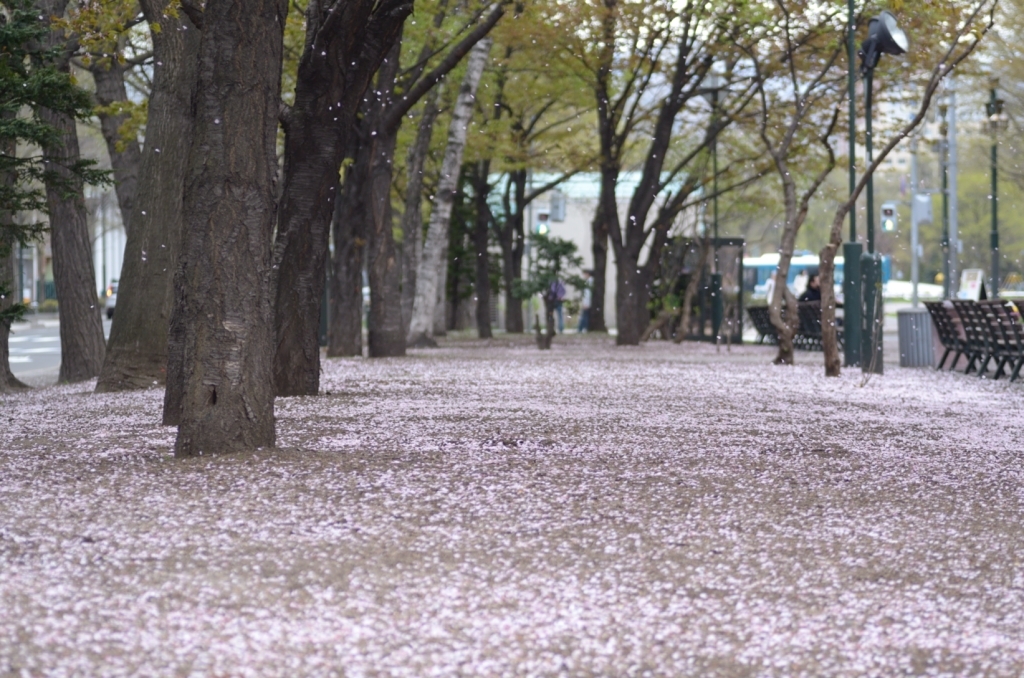 札幌-桜-大通り公園