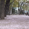 札幌-桜-大通り公園