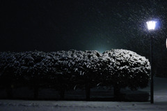雪化粧