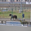 ばんえい競馬