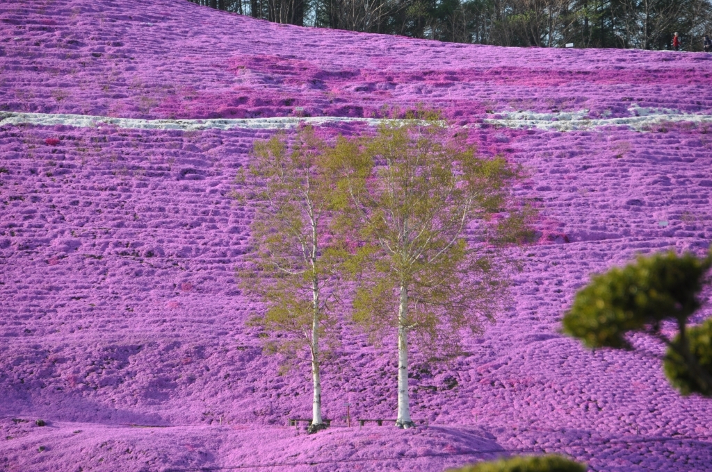 芝桜と白樺