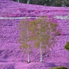芝桜と白樺
