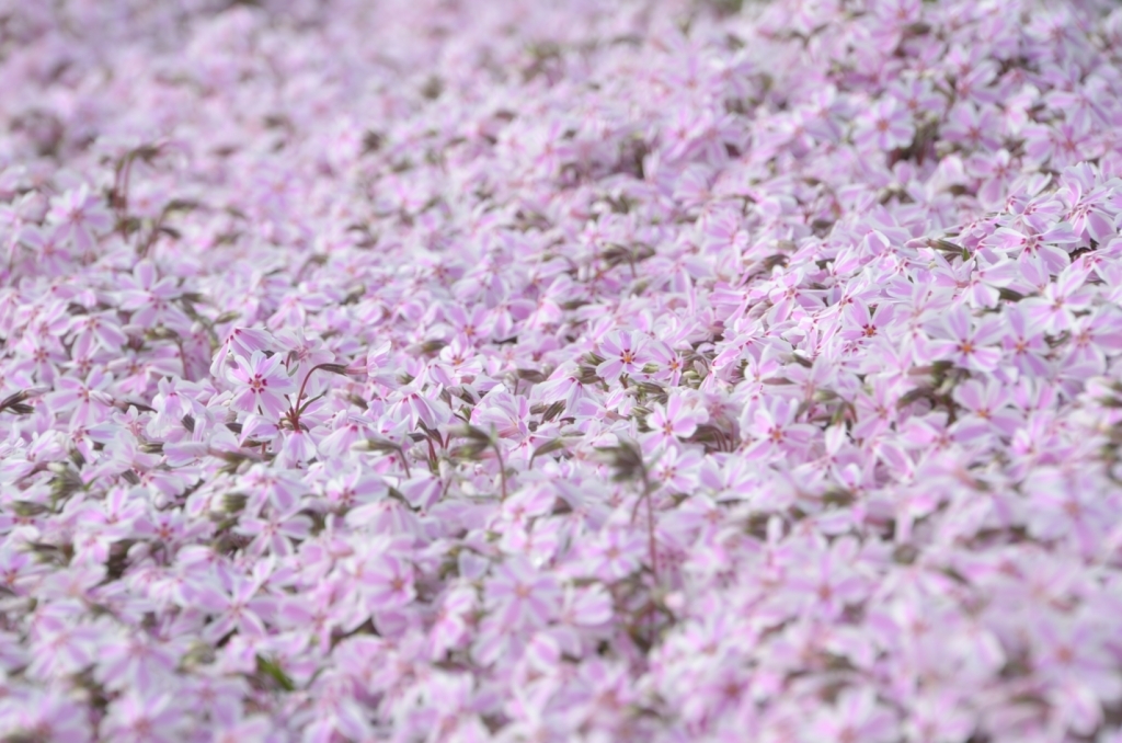 JR川端駅の花壇