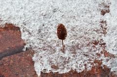 雪解け