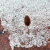 雪解け