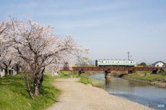 桜咲く