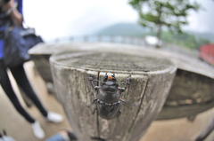 クワガタ