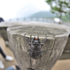 クワガタ