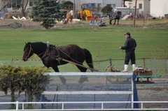 ばんえい競馬3