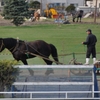 ばんえい競馬3