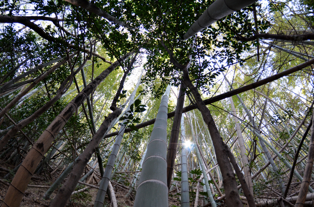 竹林