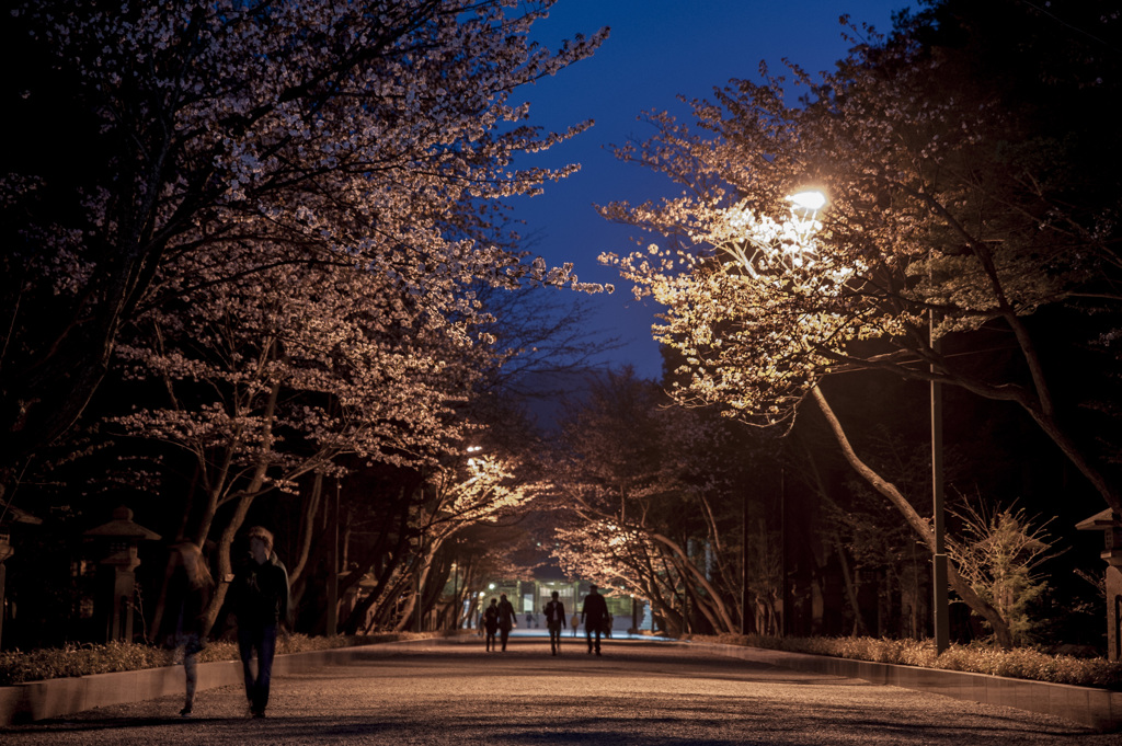 帰路　（北海道神宮参道）