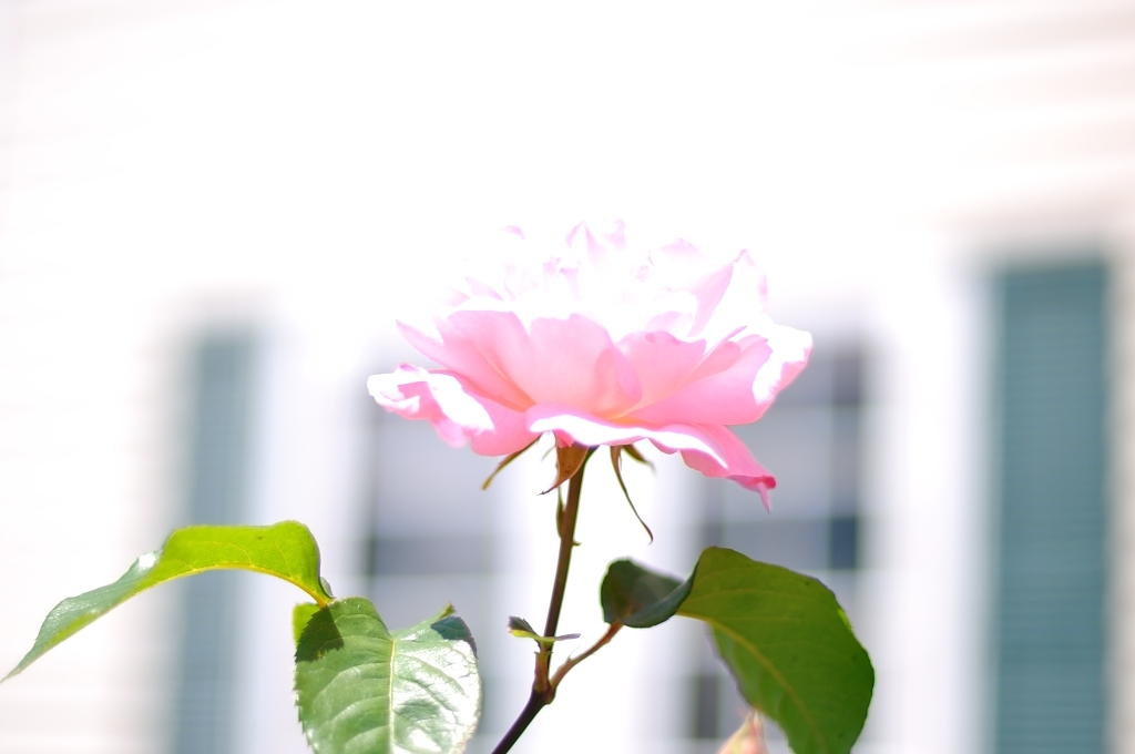 白薔薇