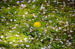花から花へ