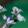 お花　１