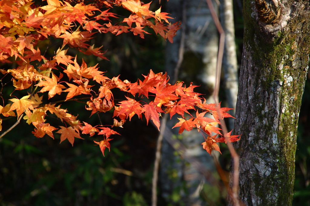 紅葉2008