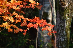 紅葉2008