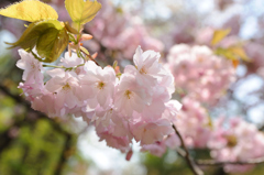 善光寺の桜
