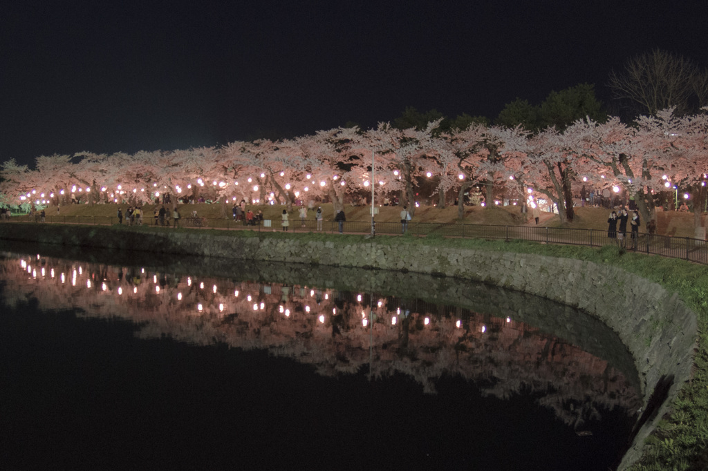 宴会桜
