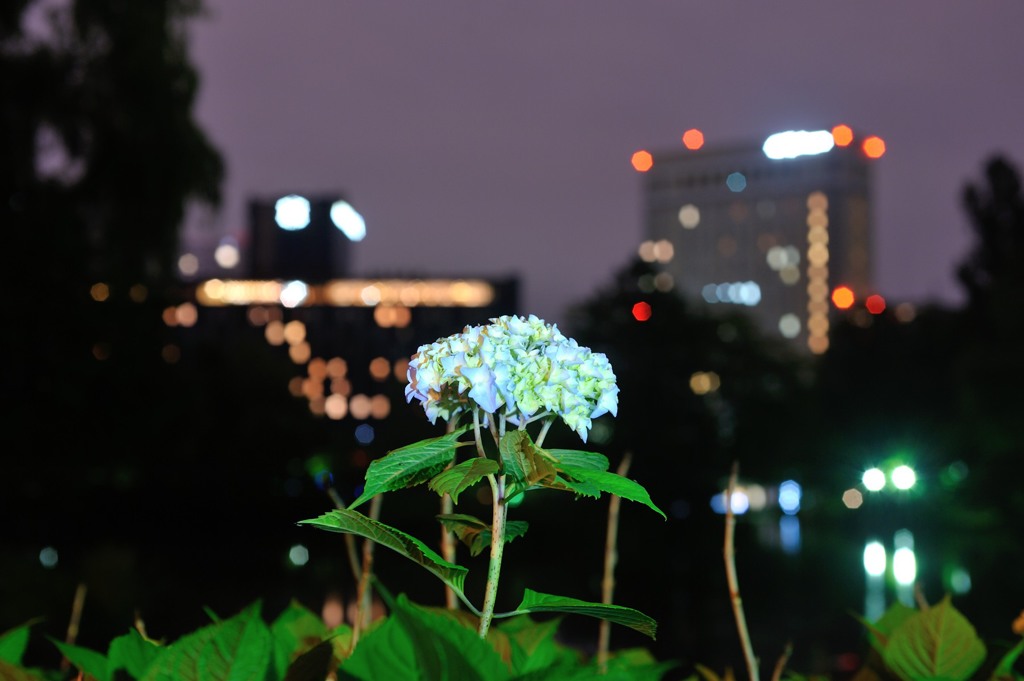 アジサイと夜景