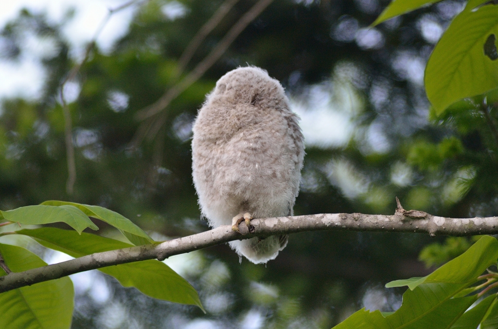 いない　いない