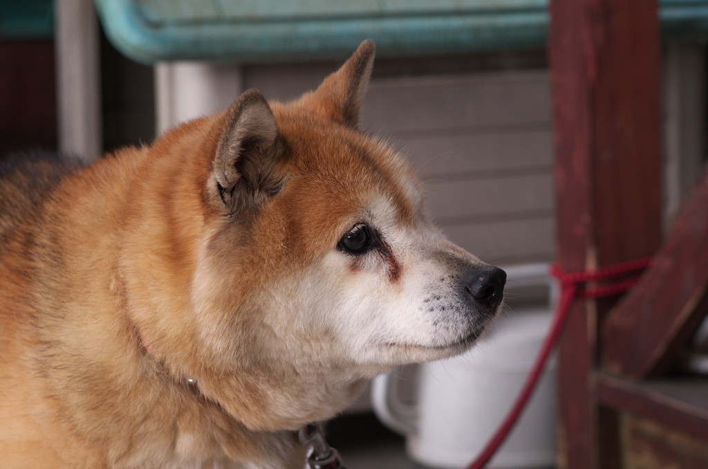 おばあちゃん犬　2