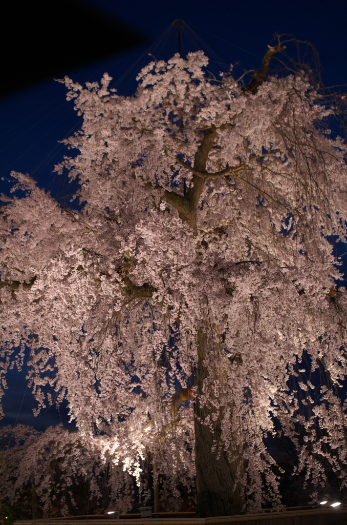 夜桜