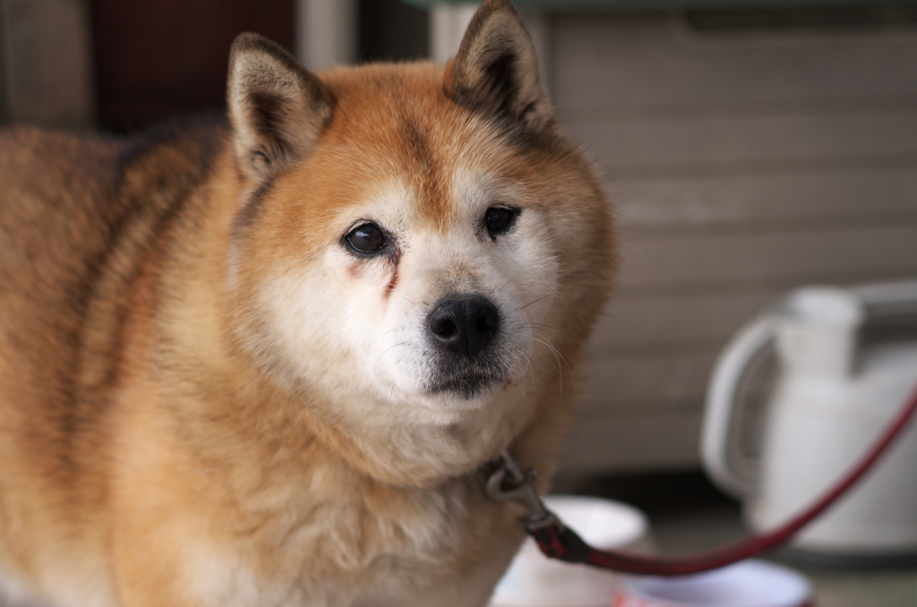 おばあちゃん犬　1