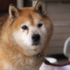 おばあちゃん犬　1