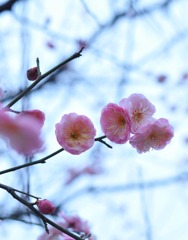 梅