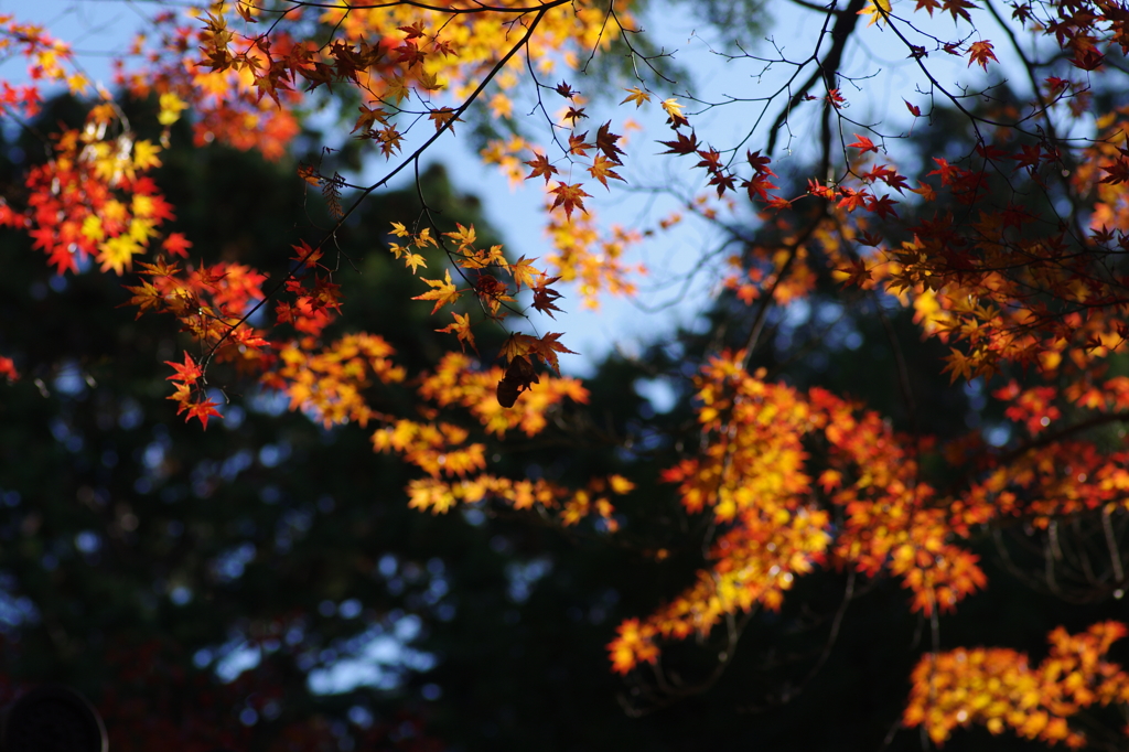 紅葉