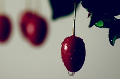 雨の果実