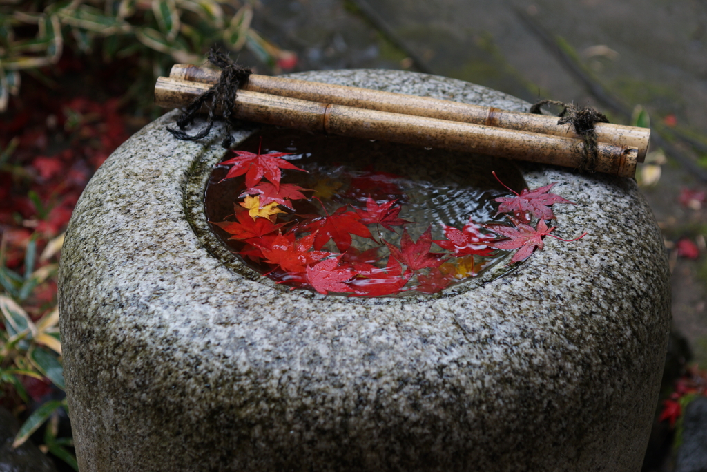 雨の庭園