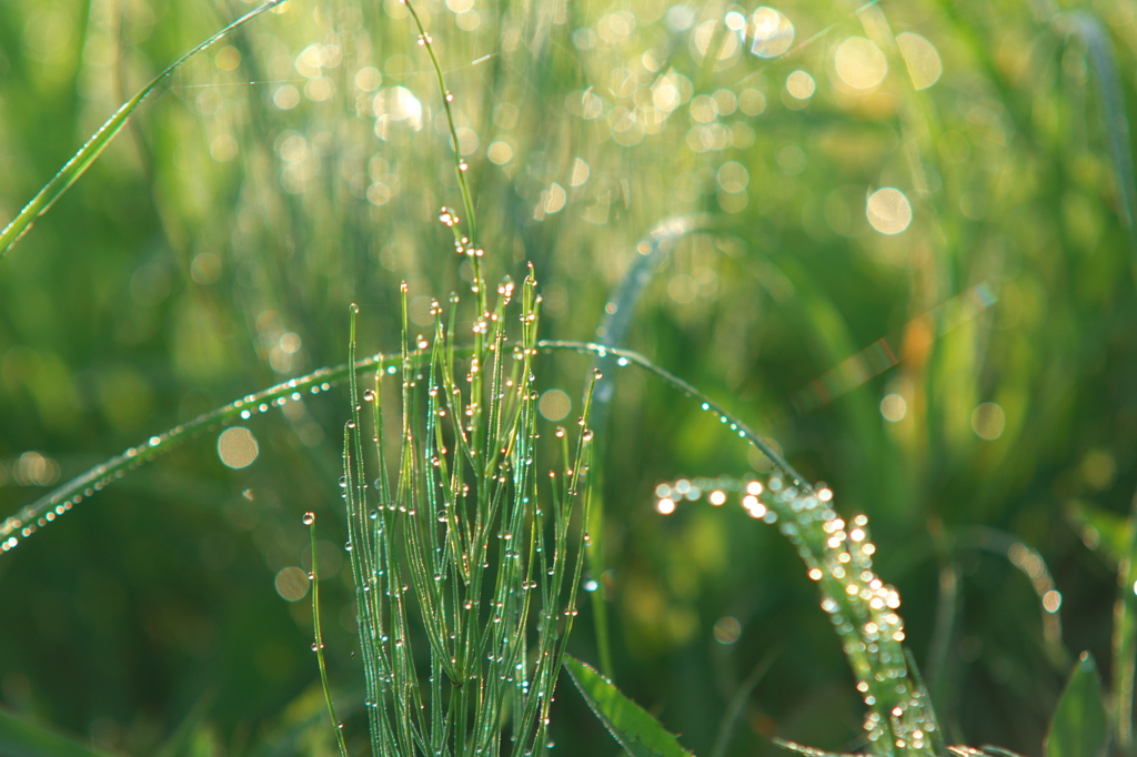 水滴の花火