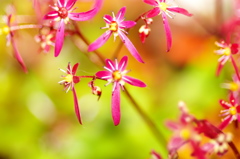 晩秋の花