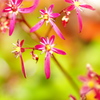 晩秋の花
