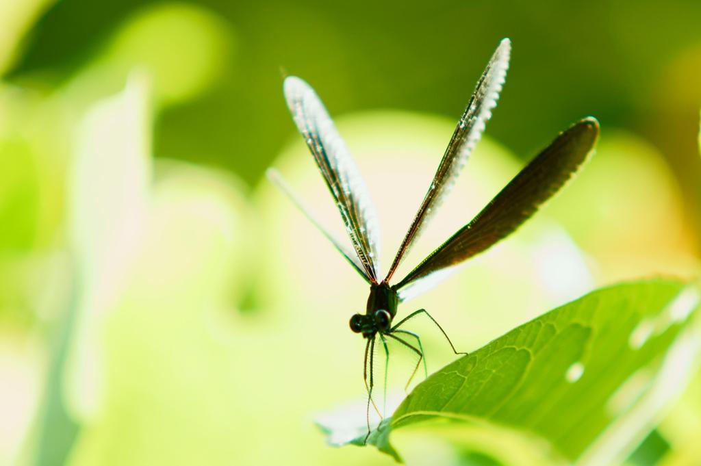 パープルフリンジ
