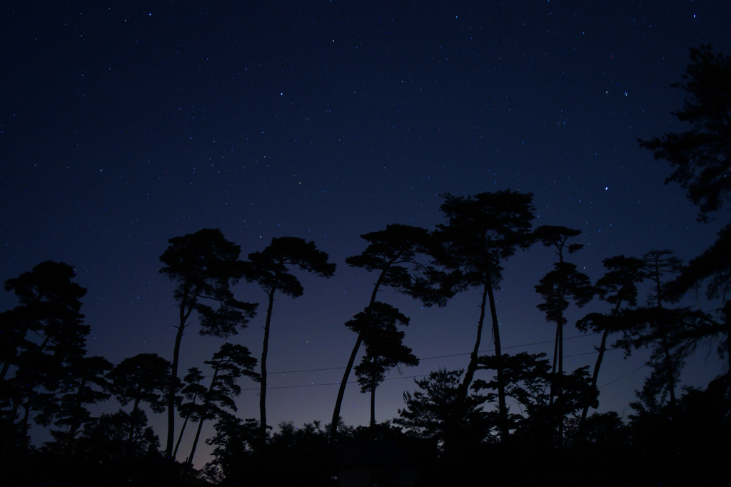 松並木の星空