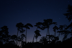 松並木の星空
