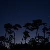 松並木の星空