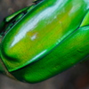 メタルな虫