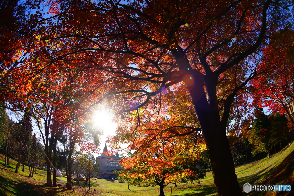 紅葉のトンネル