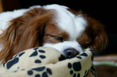暇さえあれば…zzz~