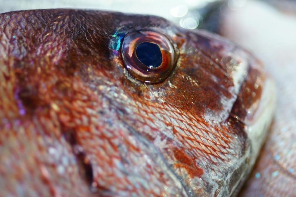 今年も会うことが出来ました。