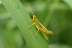 草食系