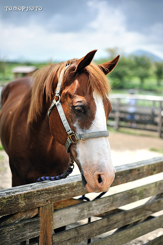 牧場の馬