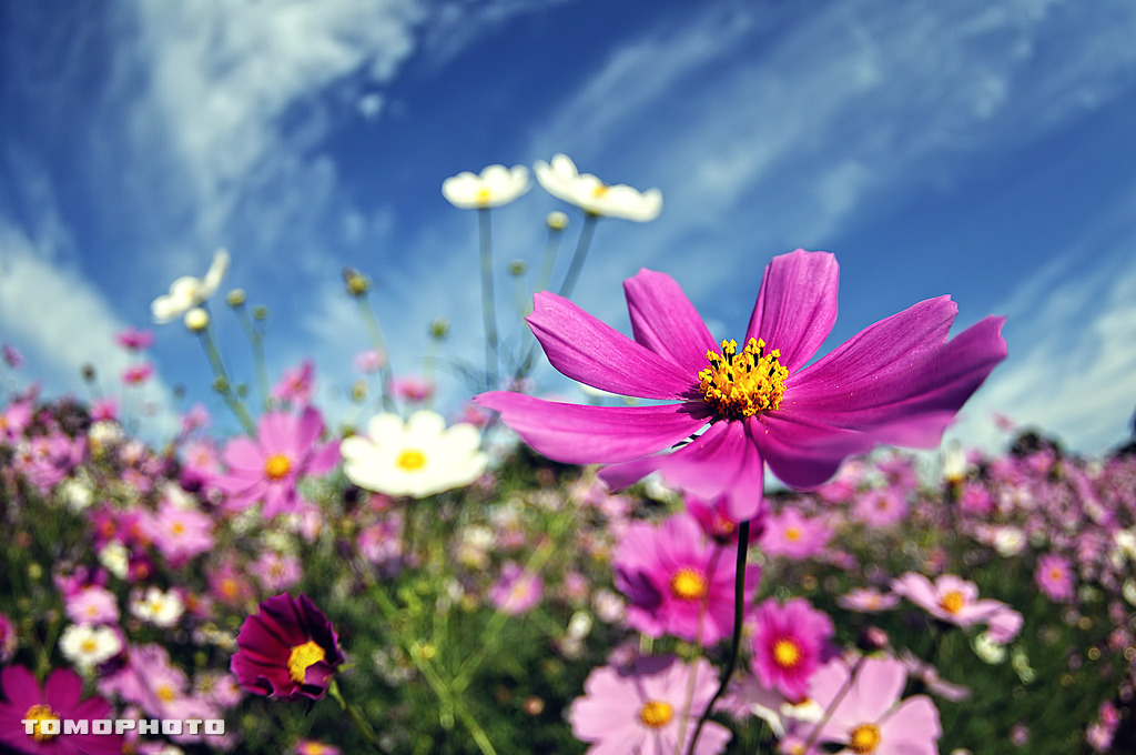 COSMOS II
