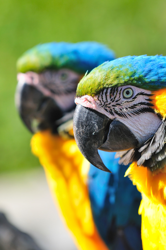 ルリコンゴウインコ　ポートレート
