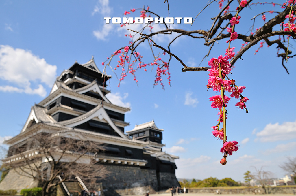 紅梅と熊本城 By Tomophoto Id 写真共有サイト Photohito